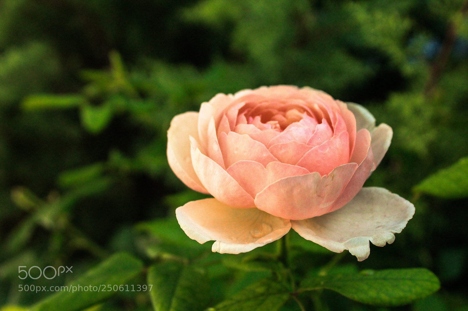 Canon EOS 1200D (EOS Rebel T5 / EOS Kiss X70 / EOS Hi) sample photo. Beautiful flower photography