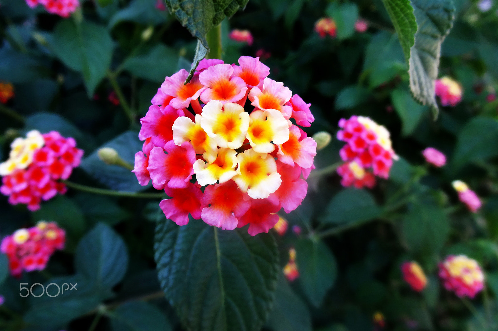 Sony Cyber-shot DSC-HX10V sample photo. Bright pink and yellow flowers blooming on a tree photography