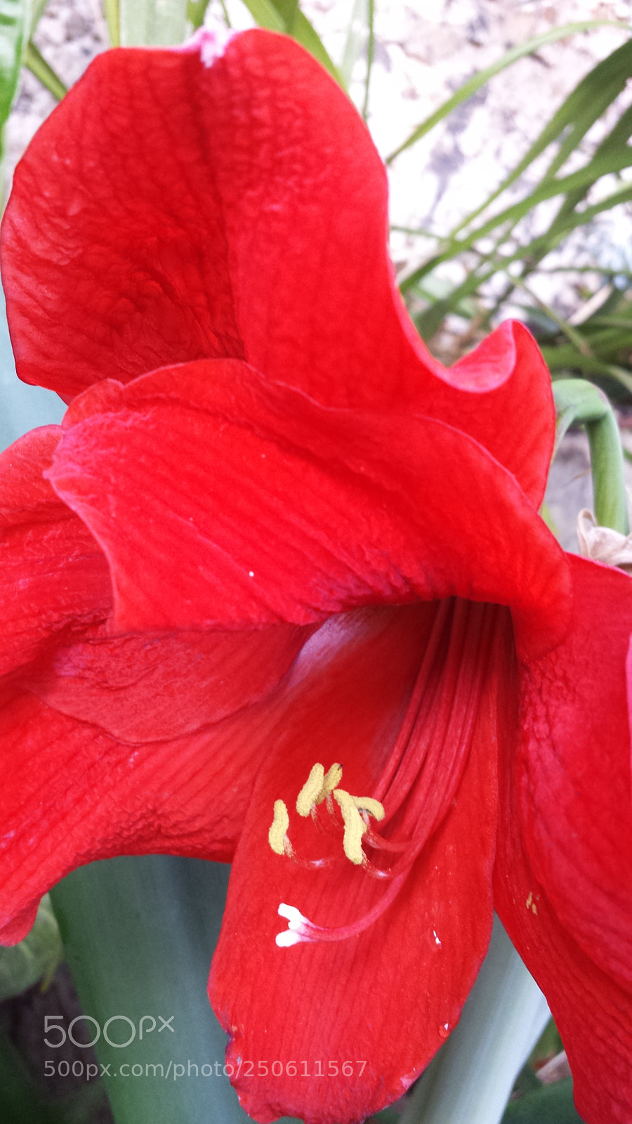 Samsung Galaxy S4 sample photo. Untitled photography