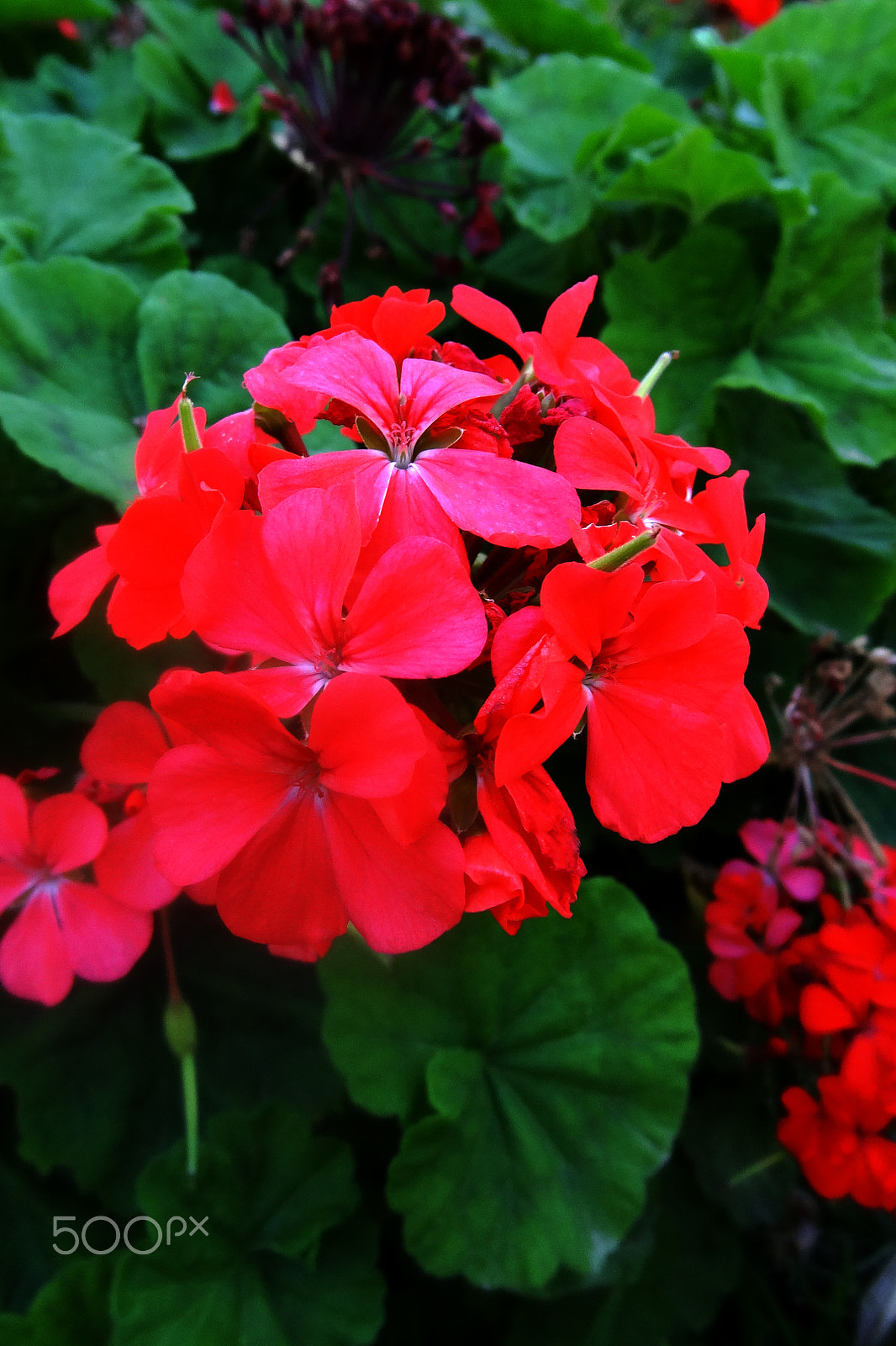 Sony Cyber-shot DSC-HX10V sample photo. Beautiful red pelargonium blossoms among foliage photography