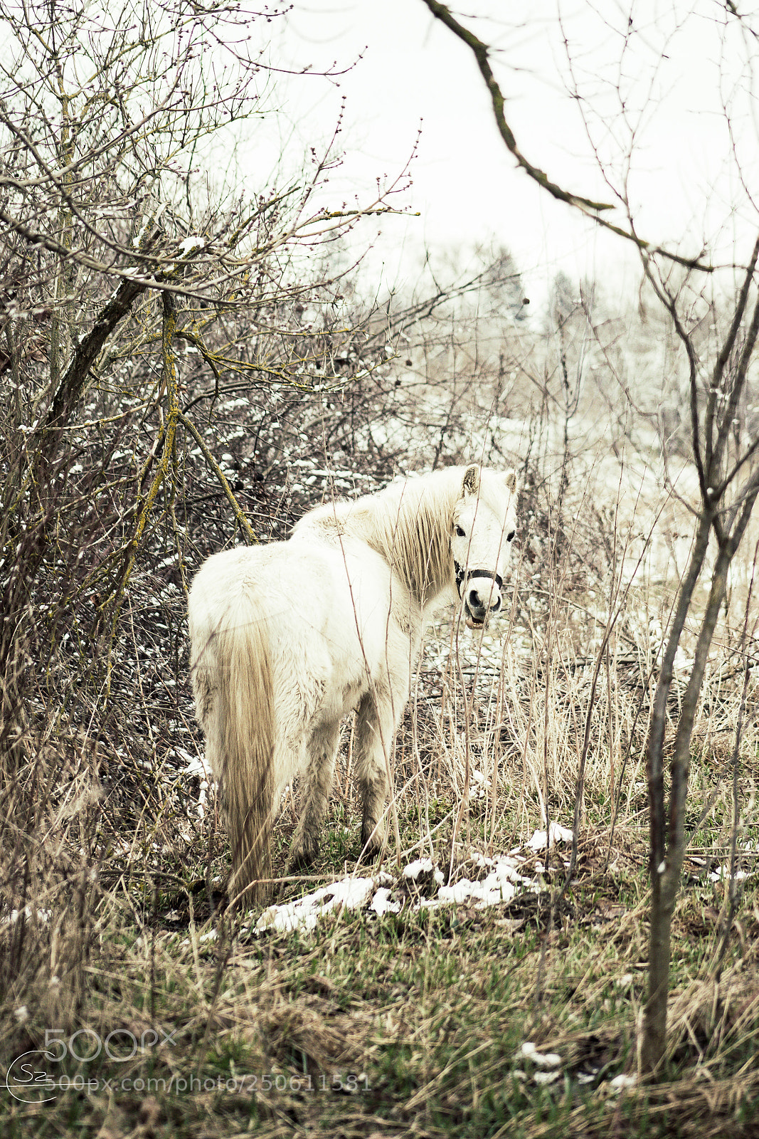 Canon EOS 6D Mark II sample photo. Beauty in the forest. photography