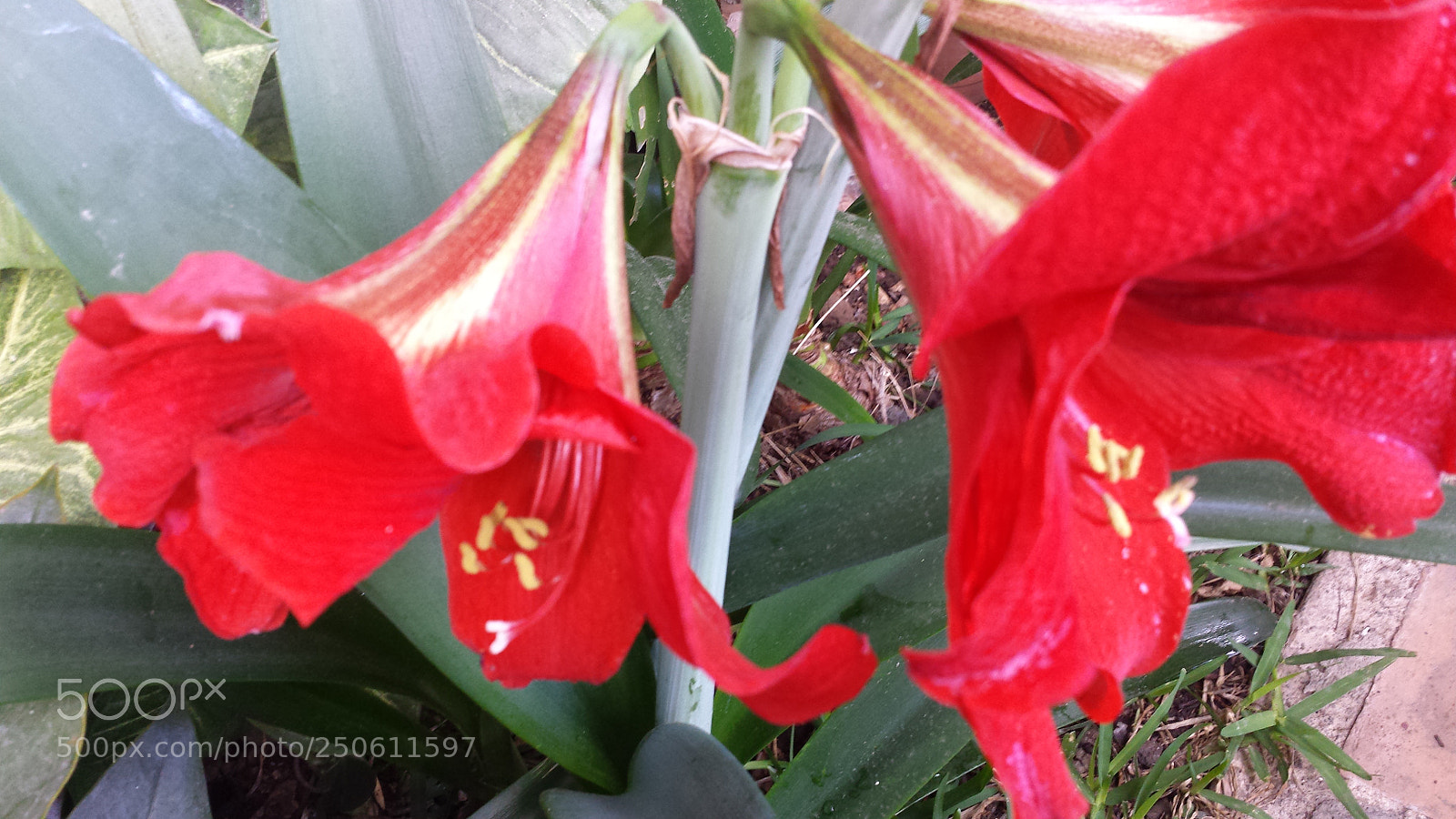 Samsung Galaxy S4 sample photo. Untitled photography