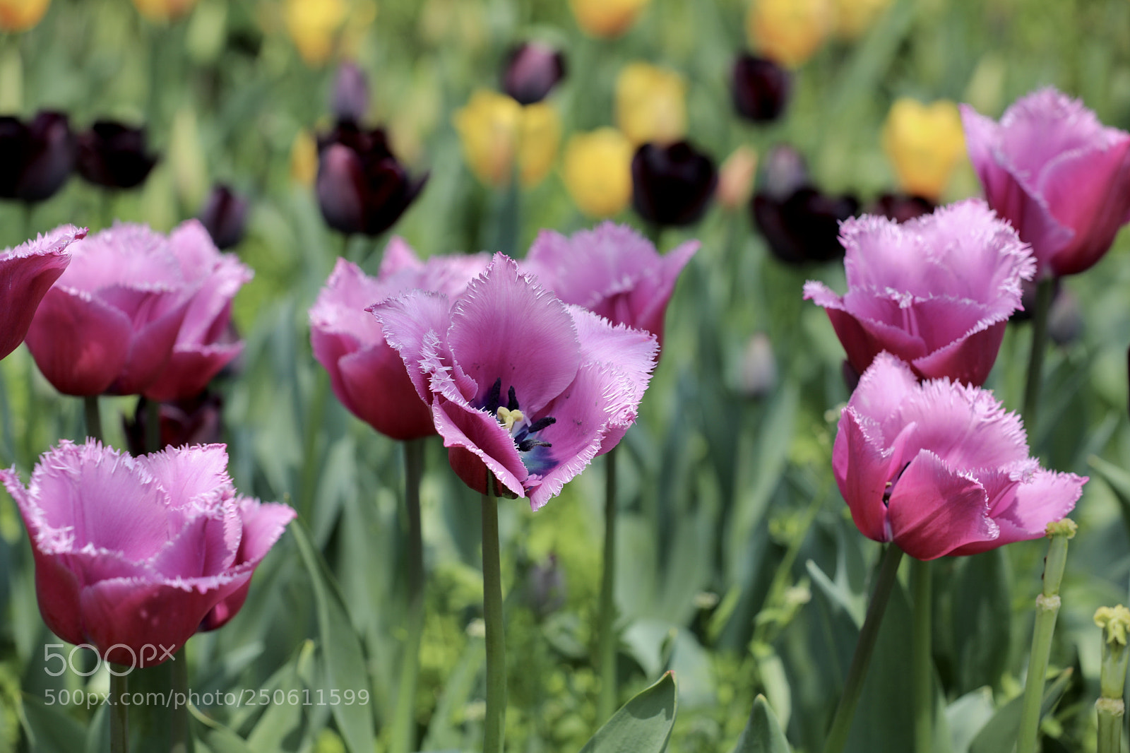 Canon EOS 5D Mark IV sample photo. 郁金香 photography