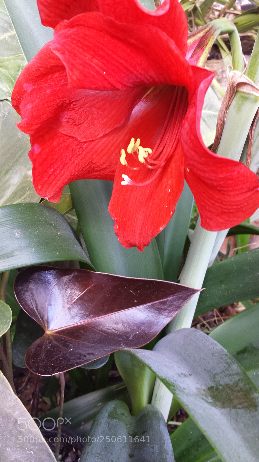 Samsung Galaxy S4 sample photo. Heart photography