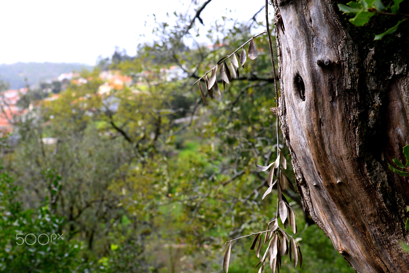 Canon EF 24-70mm F4L IS USM sample photo. Tree photography