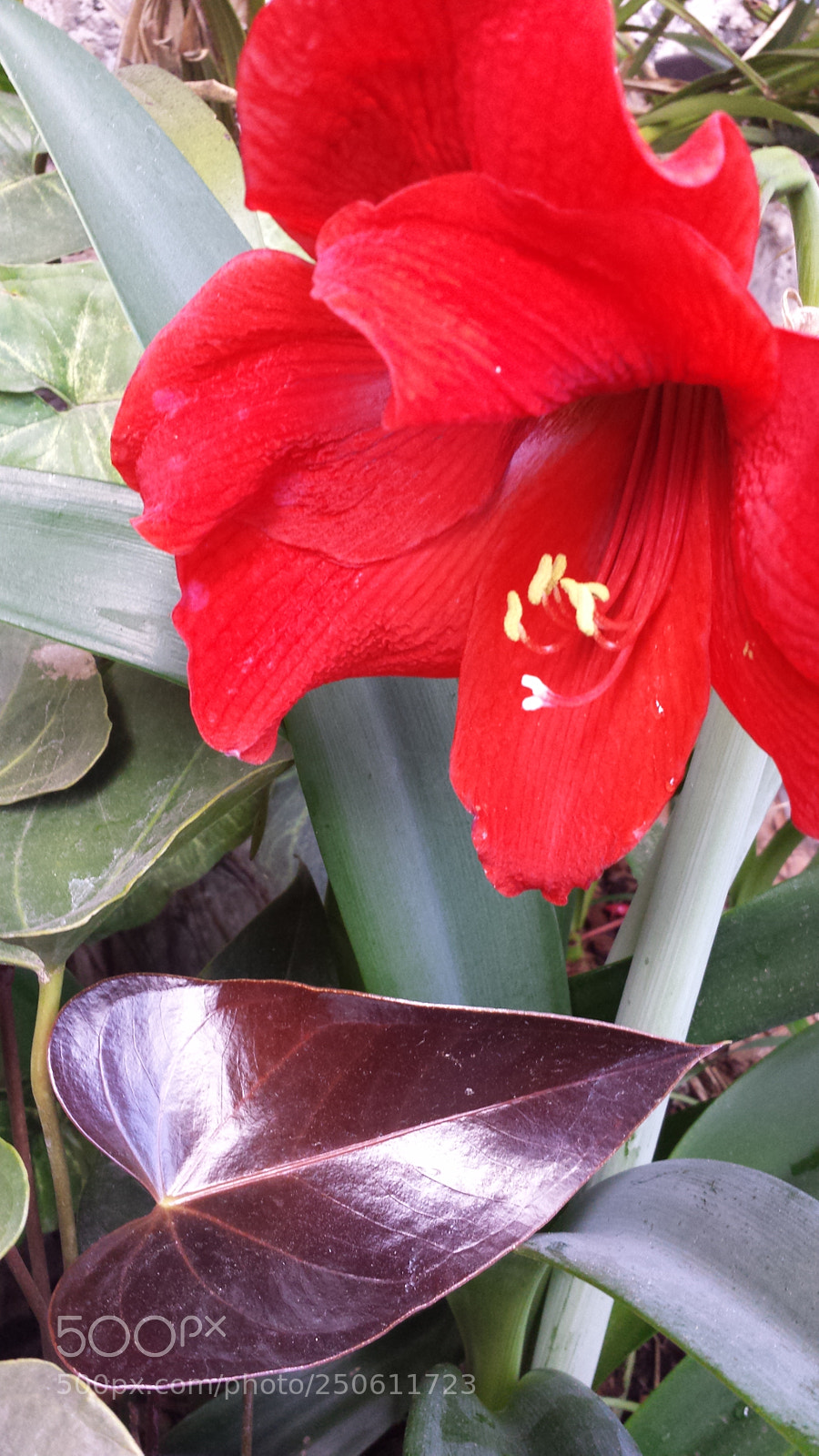 Samsung Galaxy S4 sample photo. Hearts photography