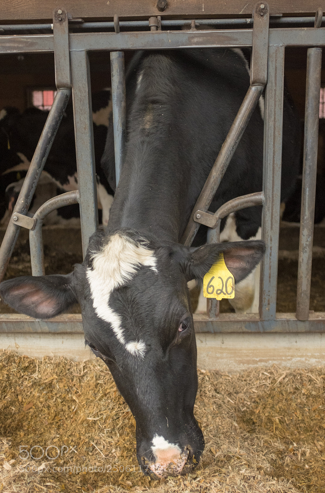 Fujifilm X100T sample photo. Cow chow photography
