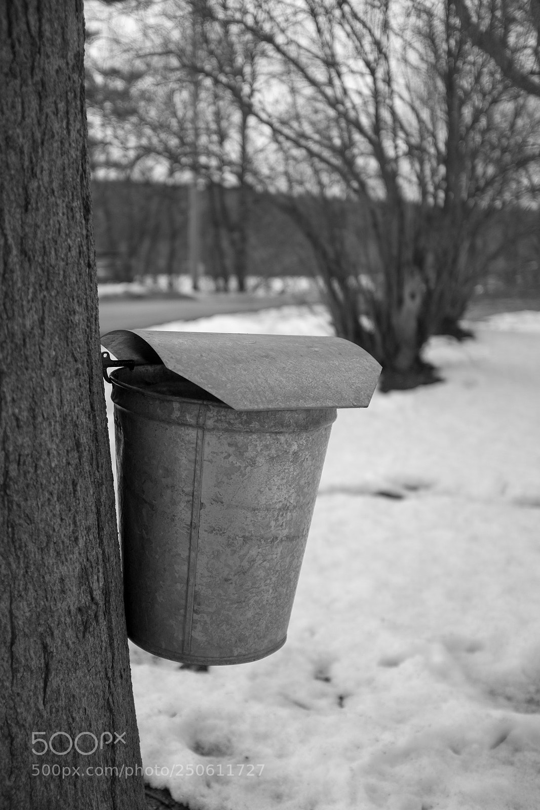 Fujifilm X100T sample photo. Bnw sap bucket photography