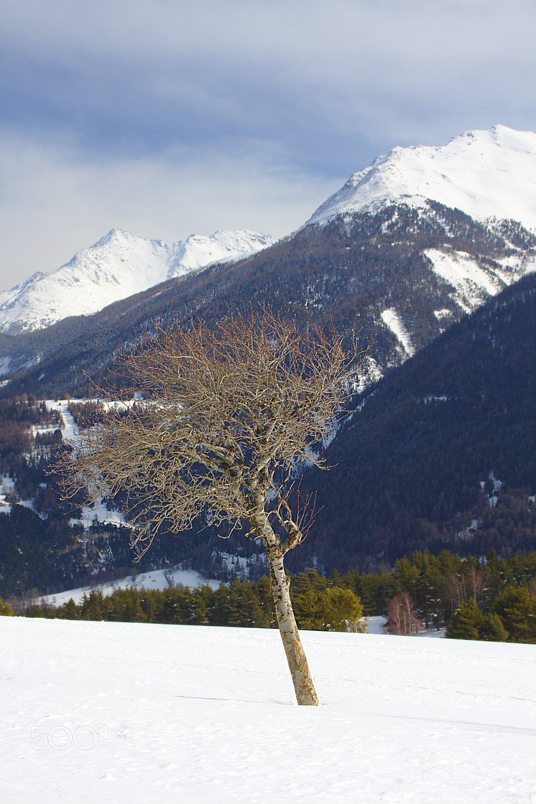 Canon EOS 650D (EOS Rebel T4i / EOS Kiss X6i) sample photo. Lonely tree photography