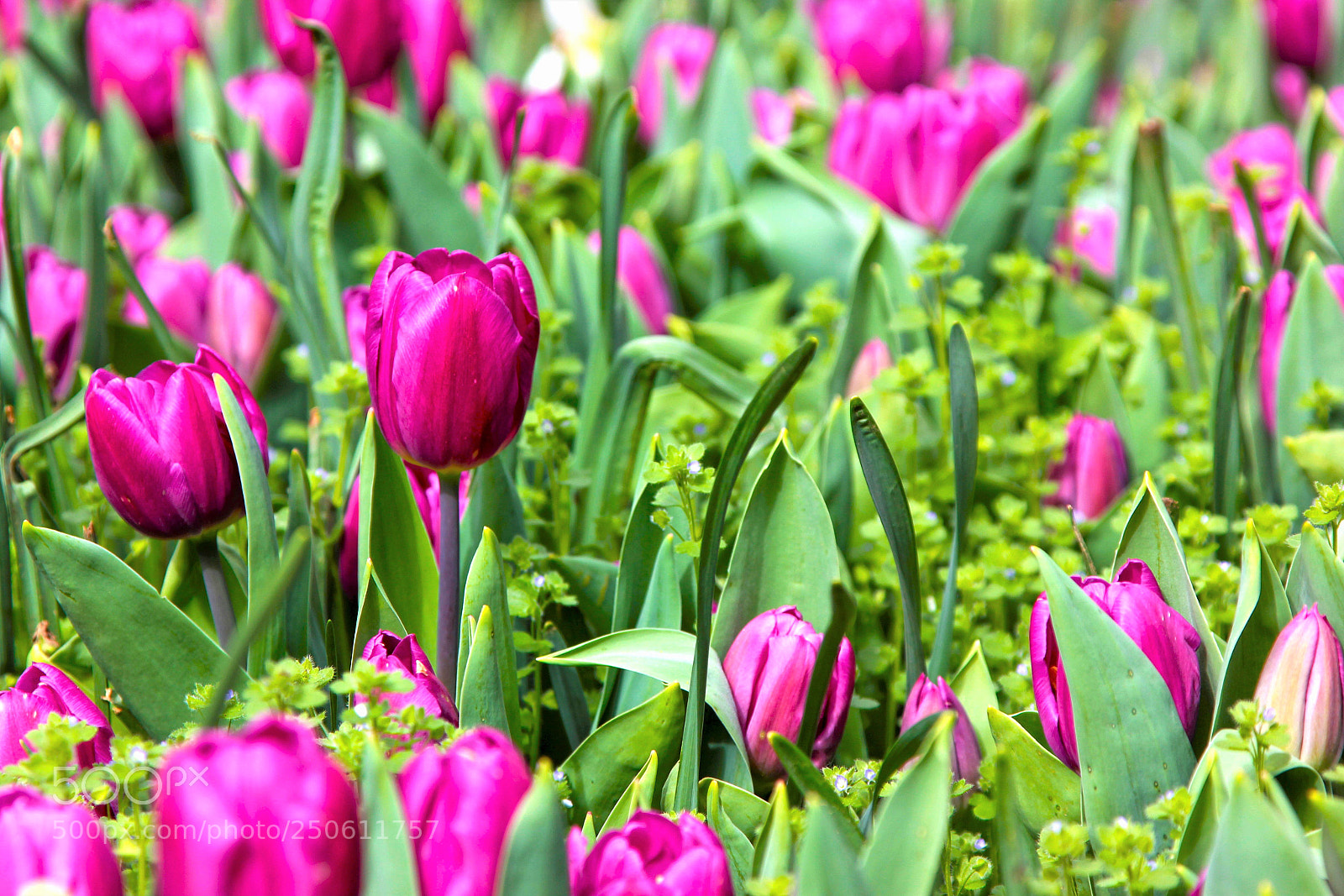 Canon EOS 600D (Rebel EOS T3i / EOS Kiss X5) sample photo. Purple tulips photography