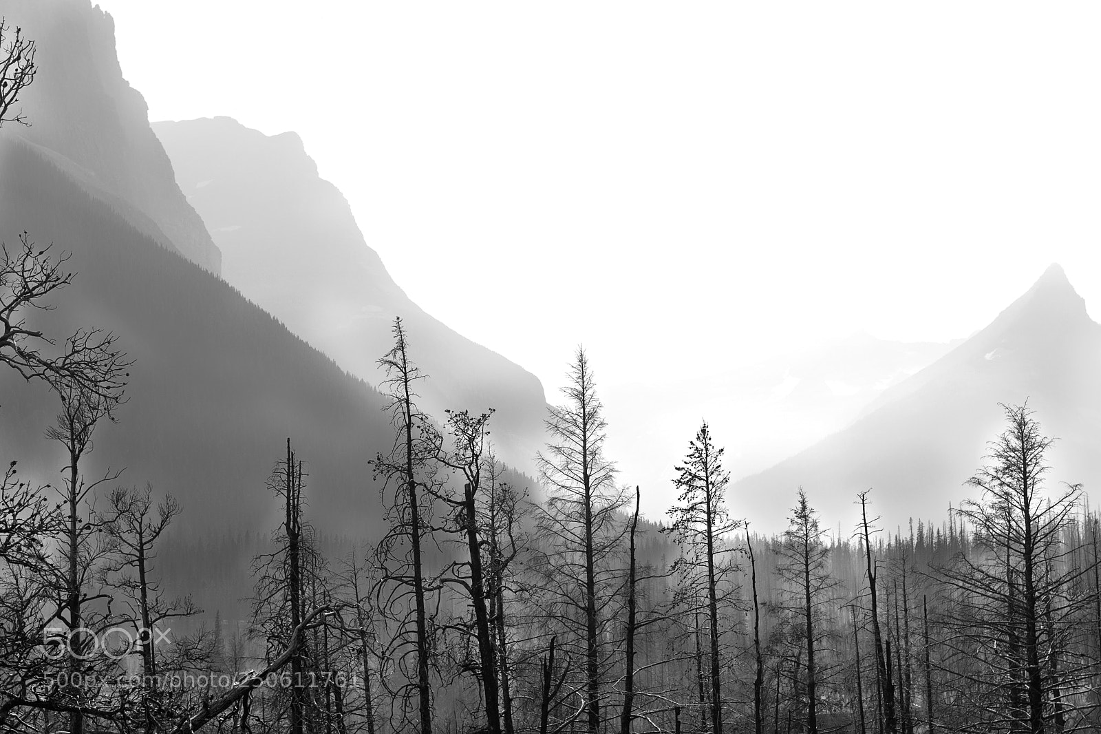 Nikon D7100 sample photo. Survivors photography