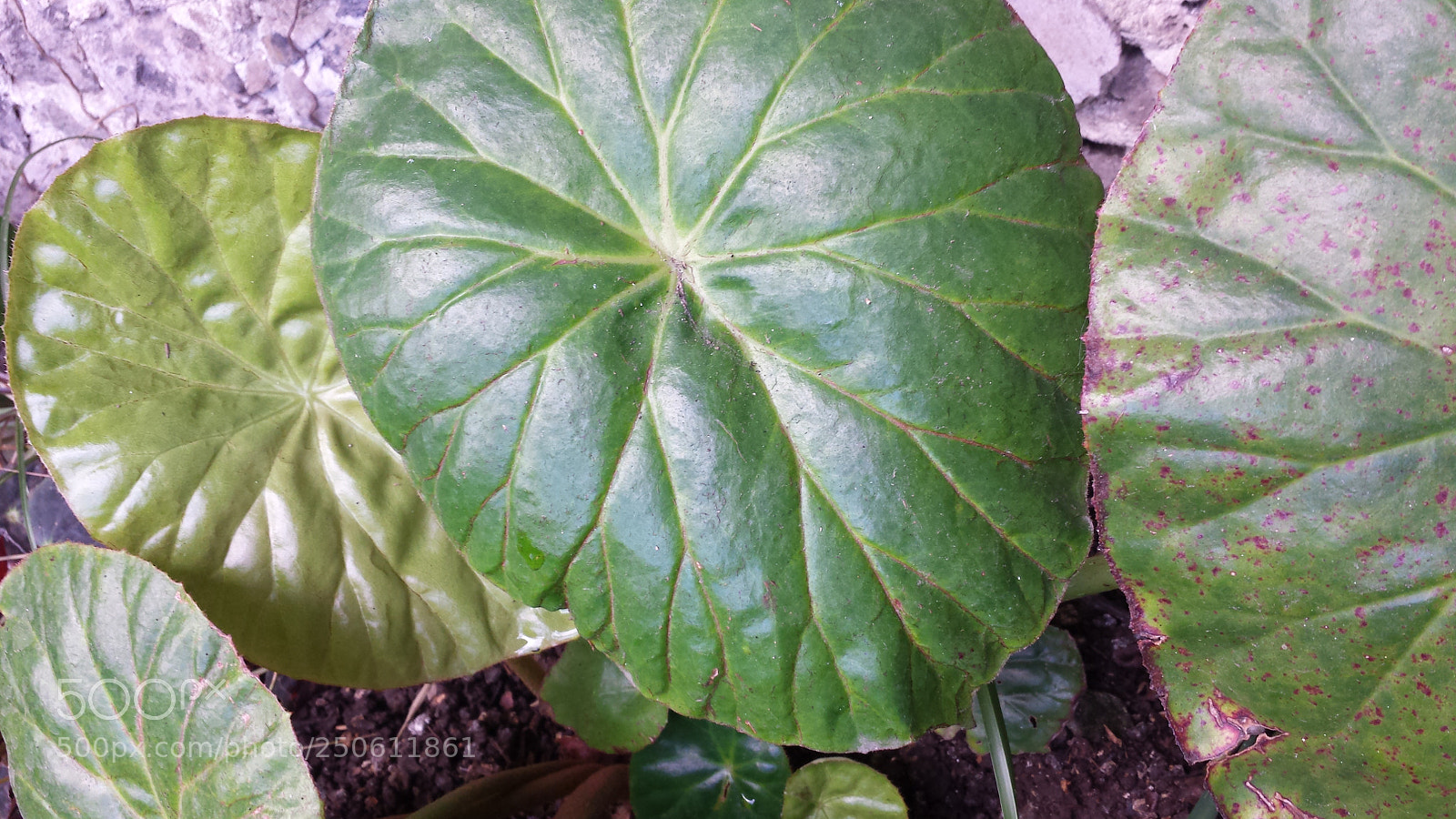 Samsung Galaxy S4 sample photo. Untitled photography