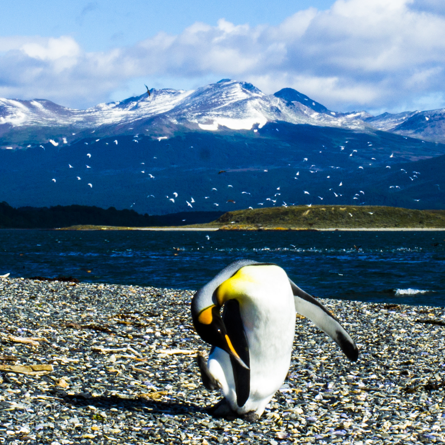 Canon EOS 600D (Rebel EOS T3i / EOS Kiss X5) sample photo. Emperor penguin scratch off photography