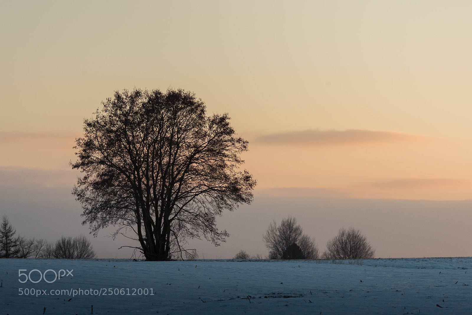 Canon EOS-1D Mark III sample photo. Moody tree photography