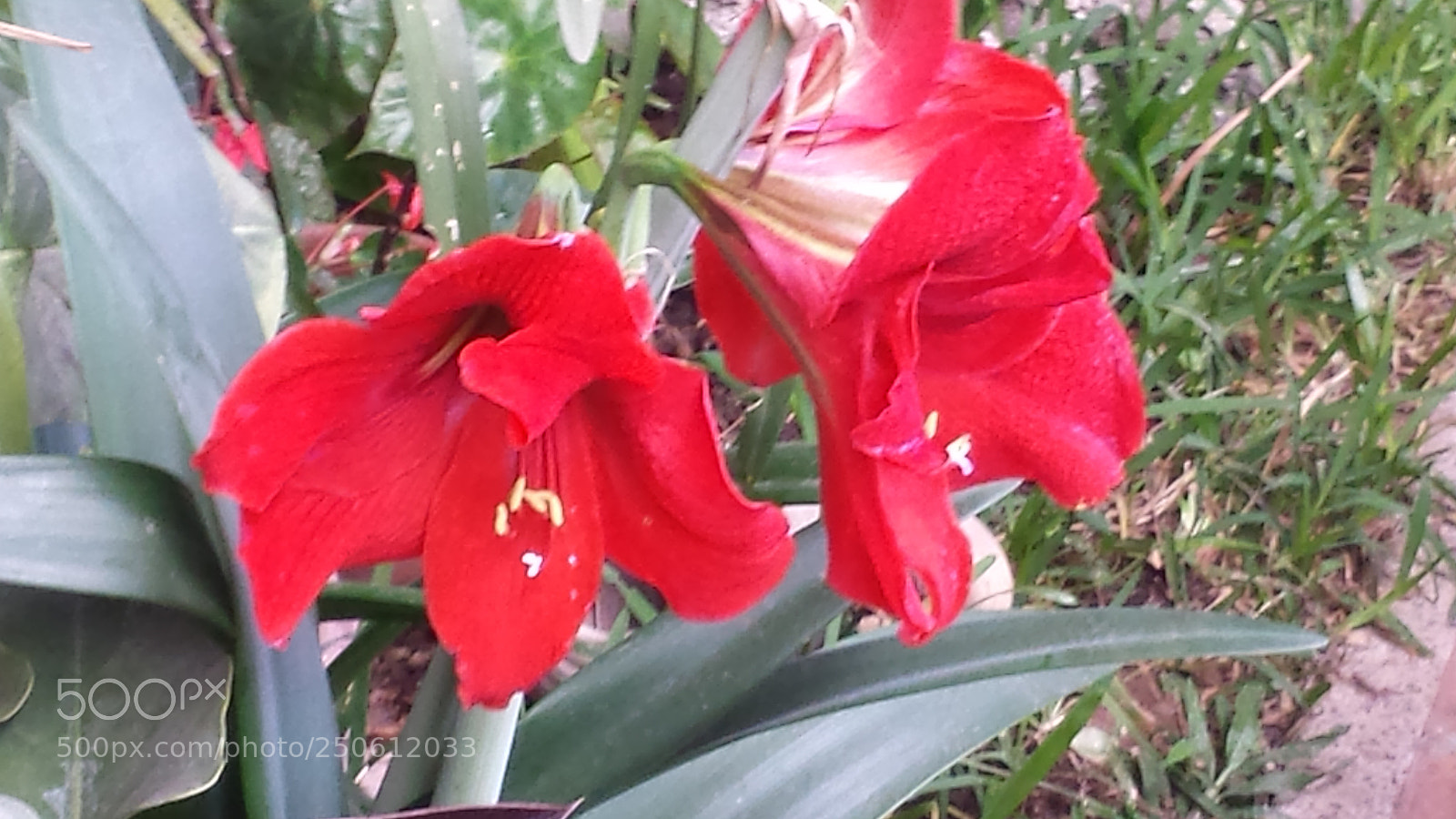 Samsung Galaxy S4 sample photo. Untitled photography