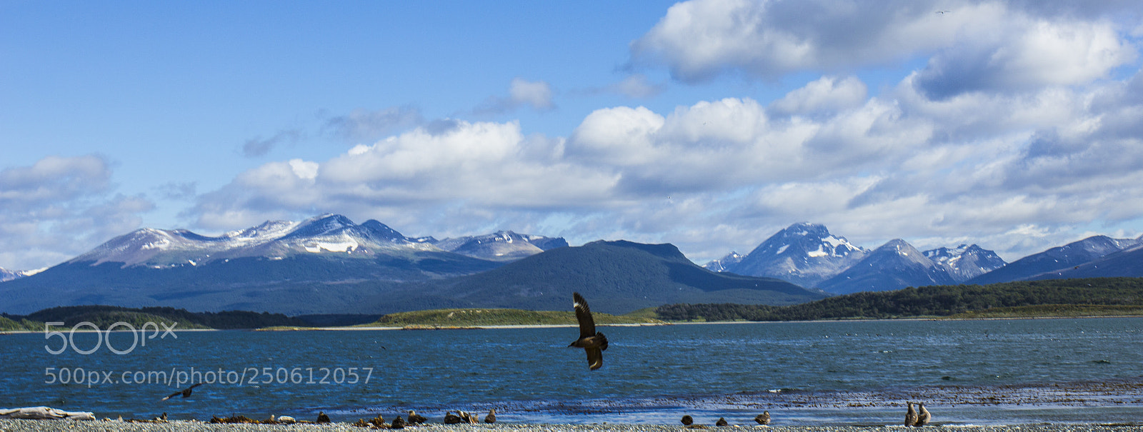 Canon EOS 600D (Rebel EOS T3i / EOS Kiss X5) sample photo. Patagonian bird keeps watch photography