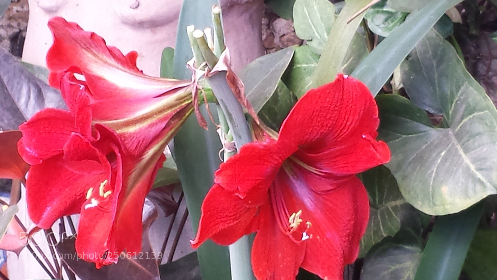 Samsung Galaxy S4 sample photo. Mother photography