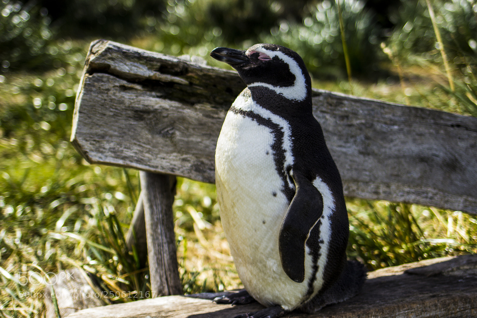 Canon EOS 600D (Rebel EOS T3i / EOS Kiss X5) sample photo. Penguin who loves to photography