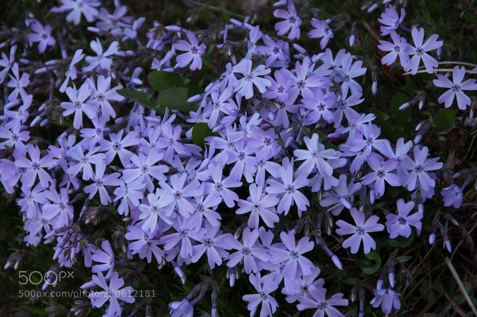 Pentax KP sample photo. Untitled photography
