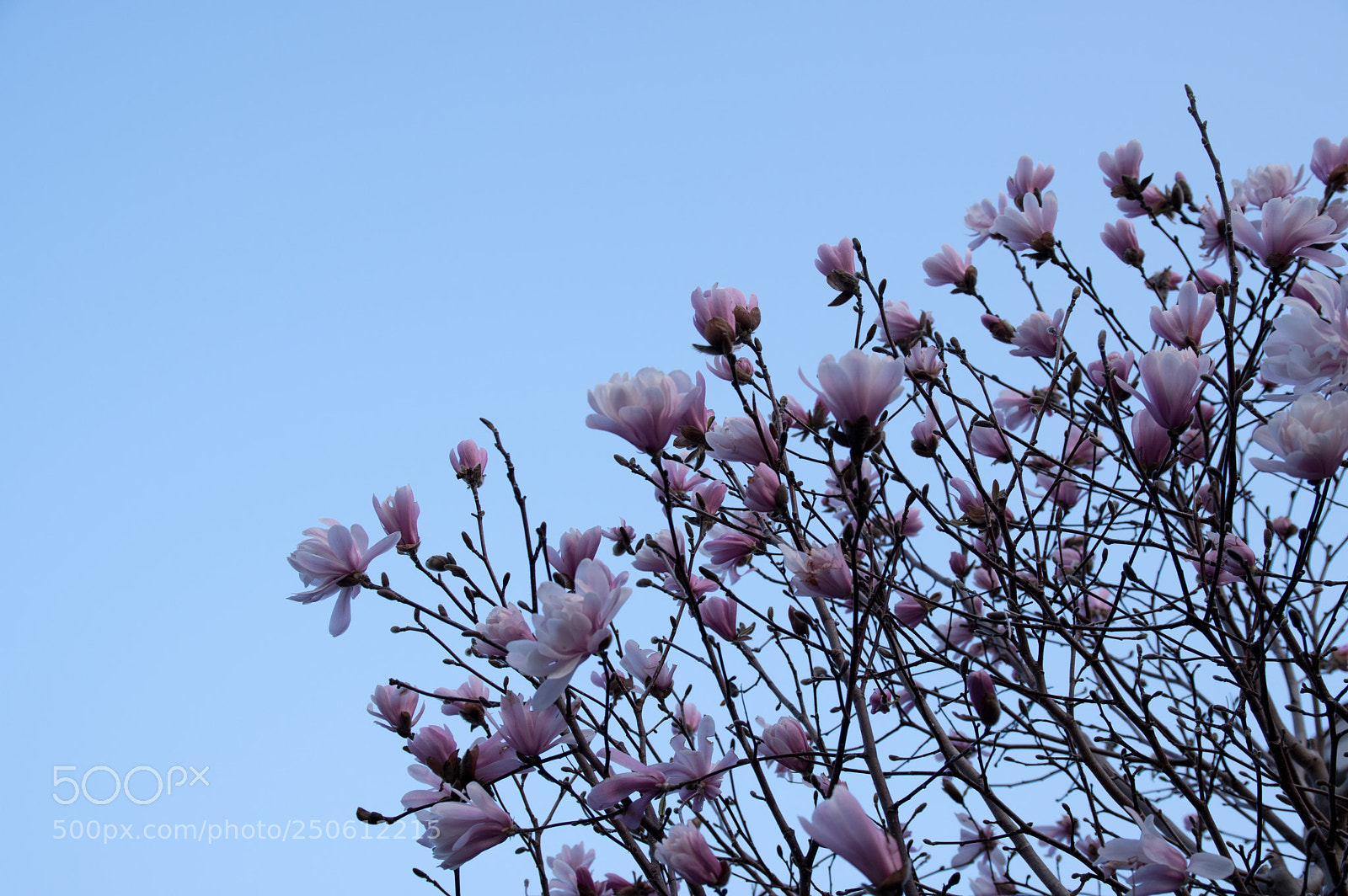 Pentax KP sample photo. Untitled photography