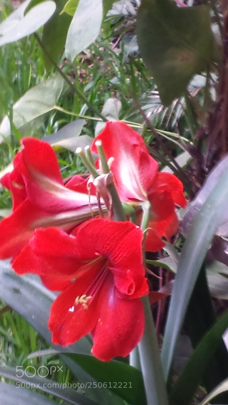 Samsung Galaxy S4 sample photo. Untitled photography