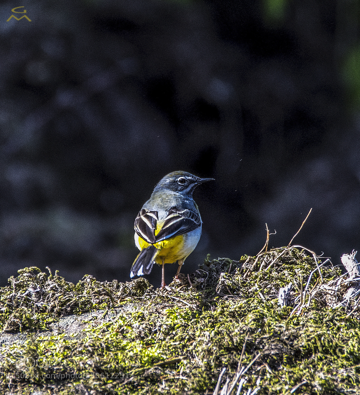 Nikon D500 sample photo. Grey wagtail photography