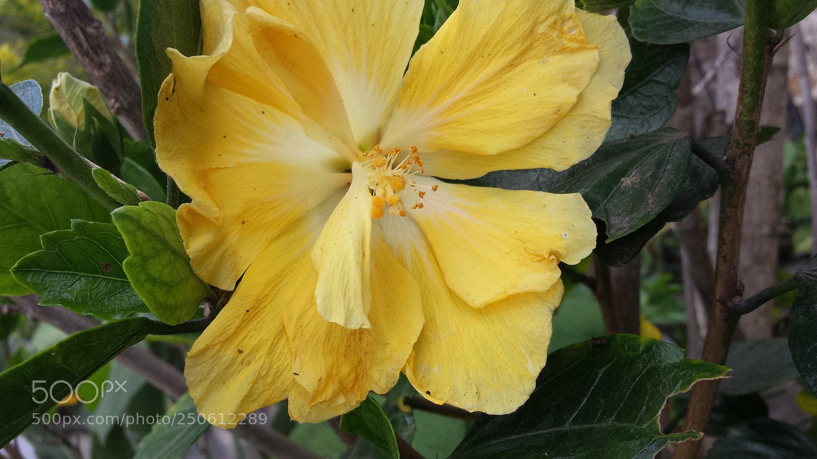Samsung Galaxy S4 sample photo. Untitled photography