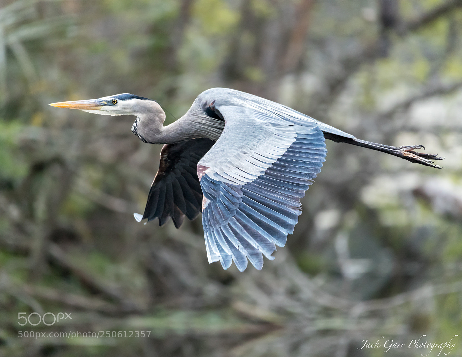 Canon EOS-1D X Mark II sample photo. Great blue heron flying photography