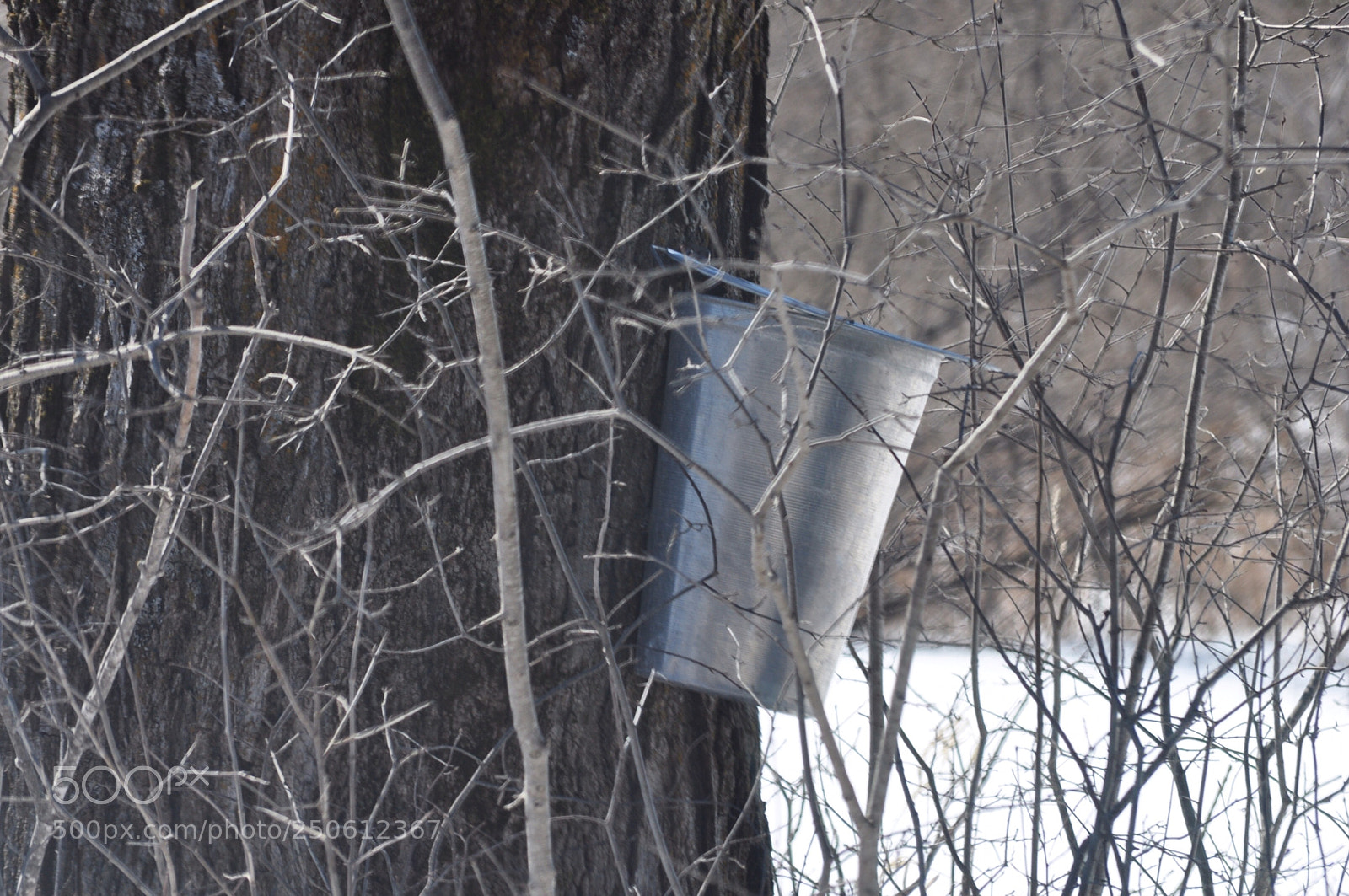 Nikon D5000 sample photo. Sap collecting photography