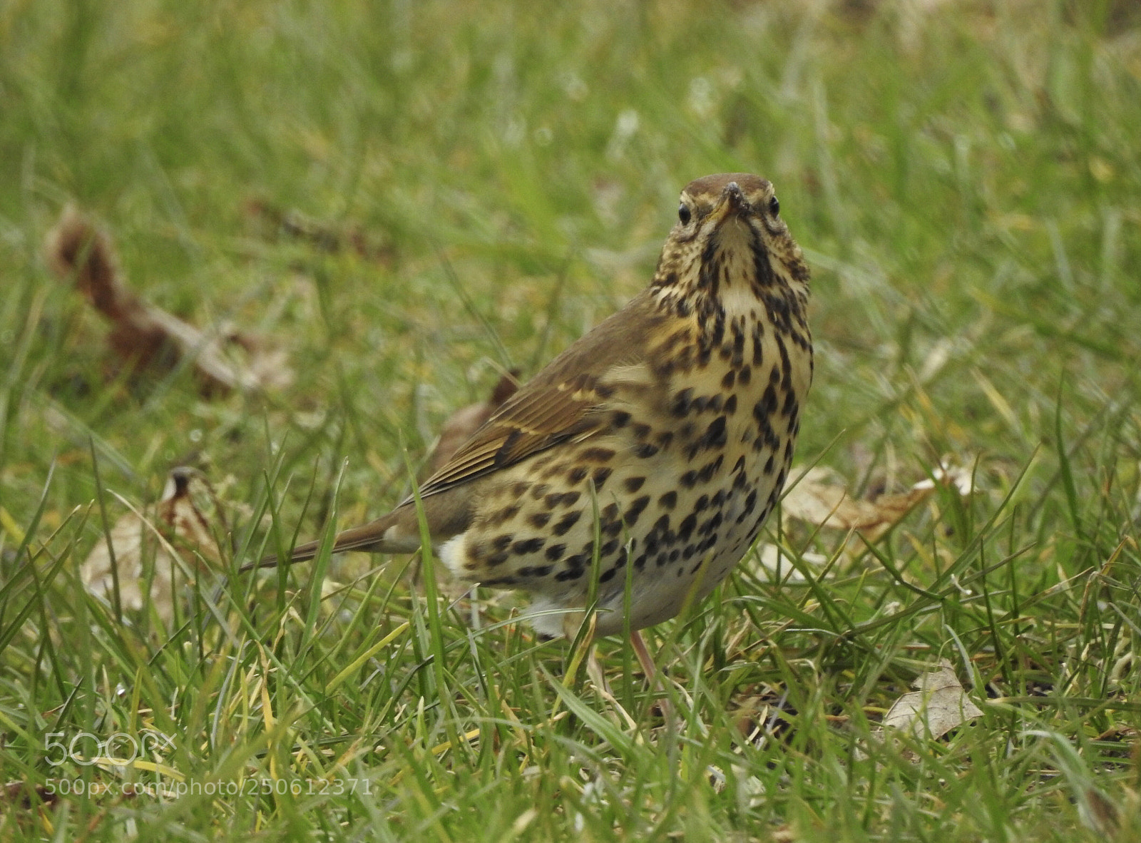 Nikon Coolpix P900 sample photo. Song thrush
zanglijster photography