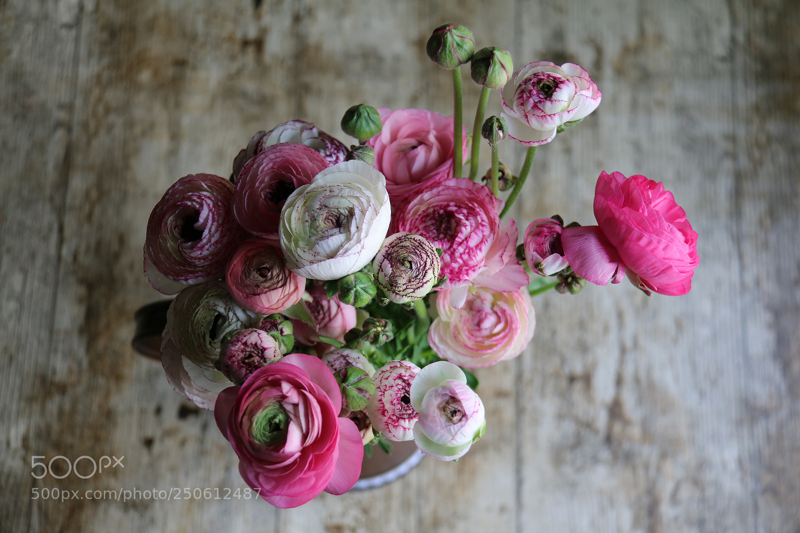 Canon EOS 70D sample photo. Ranunculus photography