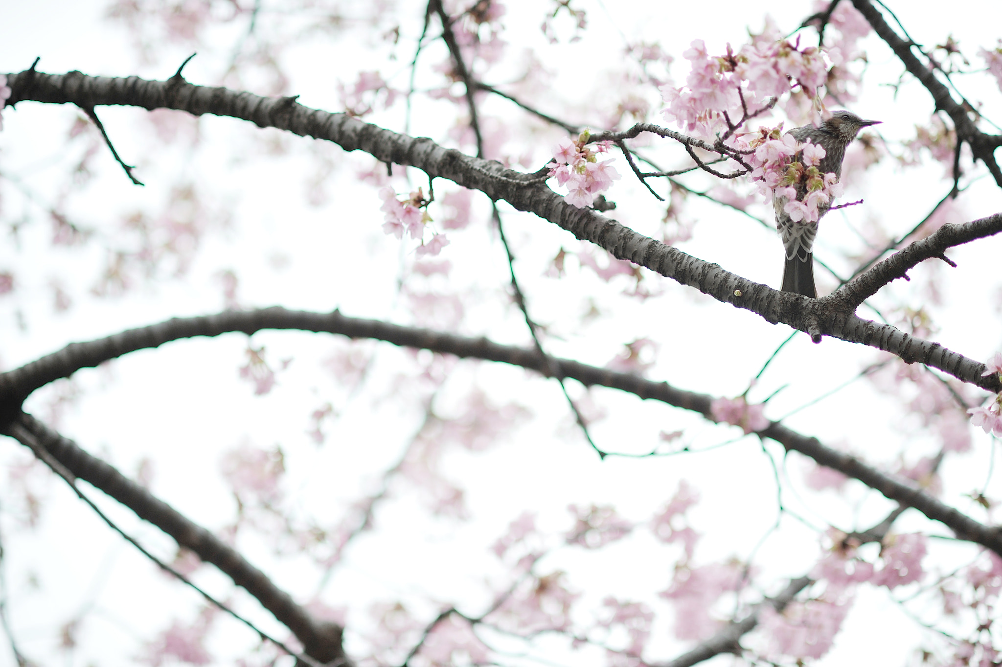 Nikon D700 sample photo. Spring for tokyoites photography