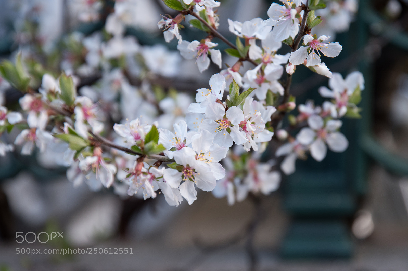 Pentax KP sample photo. Cherry blossom photography