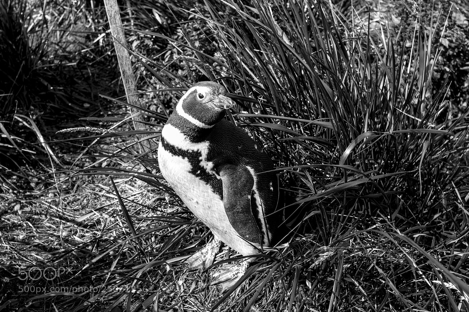 Canon EOS 600D (Rebel EOS T3i / EOS Kiss X5) sample photo. Penguin who thinks it photography
