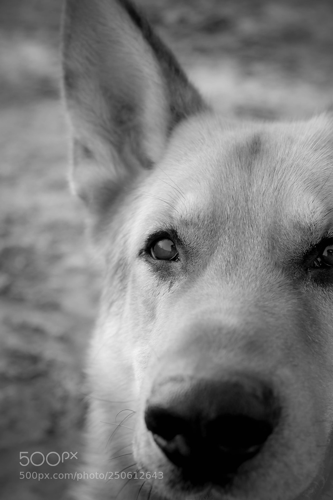 Nikon D5200 sample photo. Blick des besten freundes photography