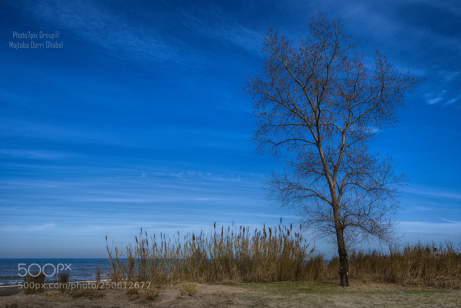Nikon D810 sample photo. Lonely in blue photography