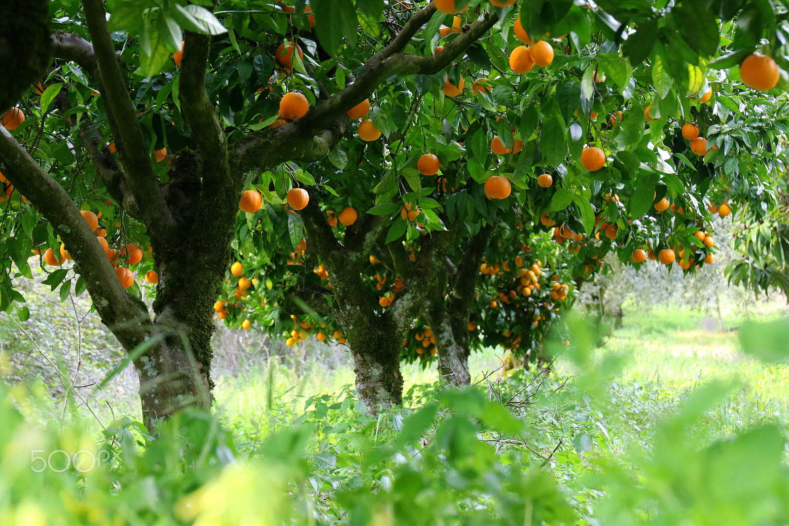 Canon EF 24-70mm F4L IS USM sample photo. Orange trees photography