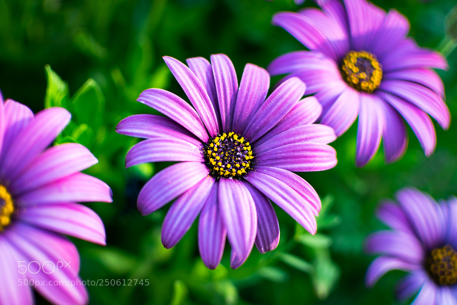 Nikon D5300 sample photo. Purple daisies!! photography