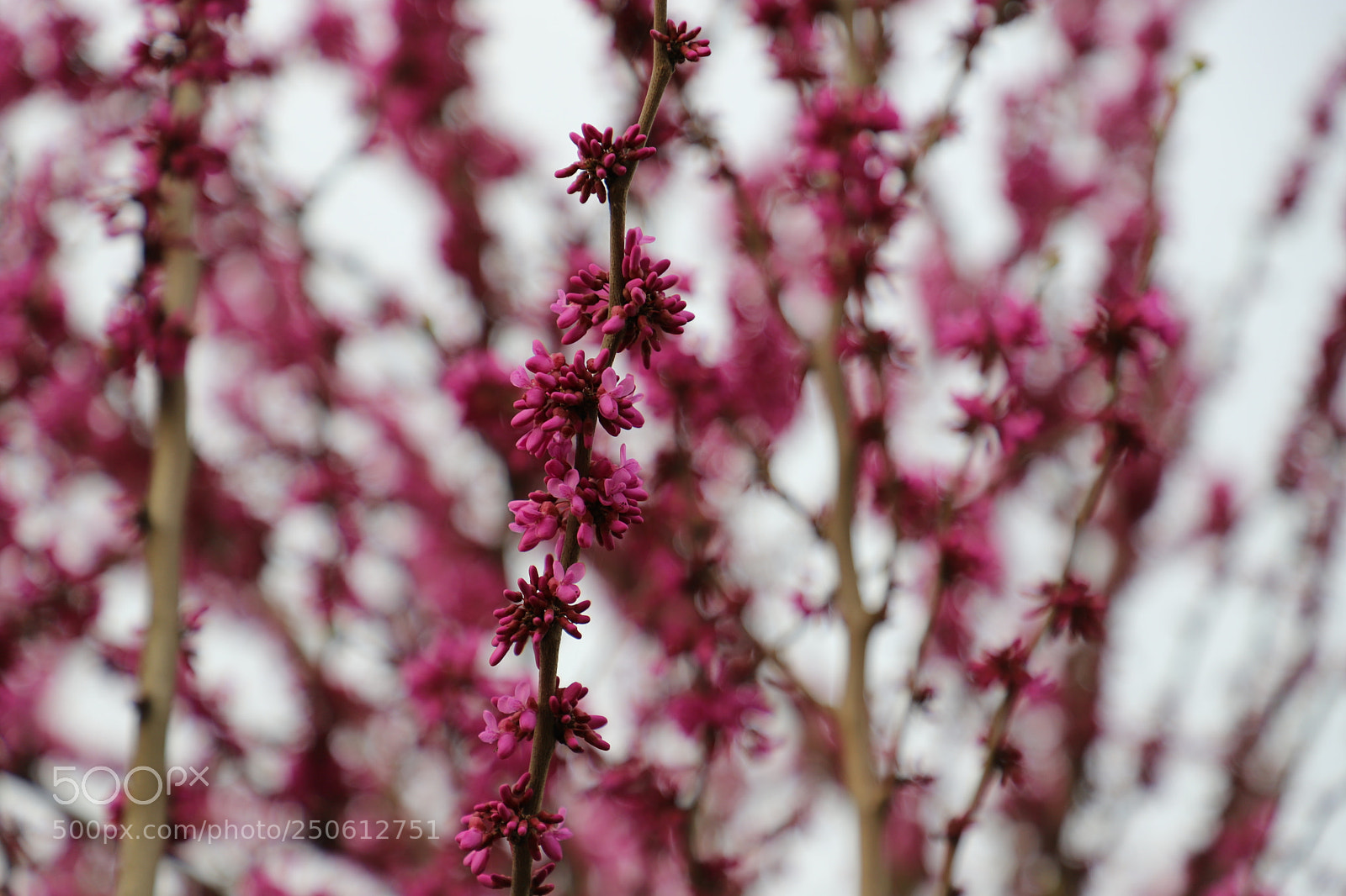 Canon EF 24-105mm F4L IS II USM sample photo. Untitled photography
