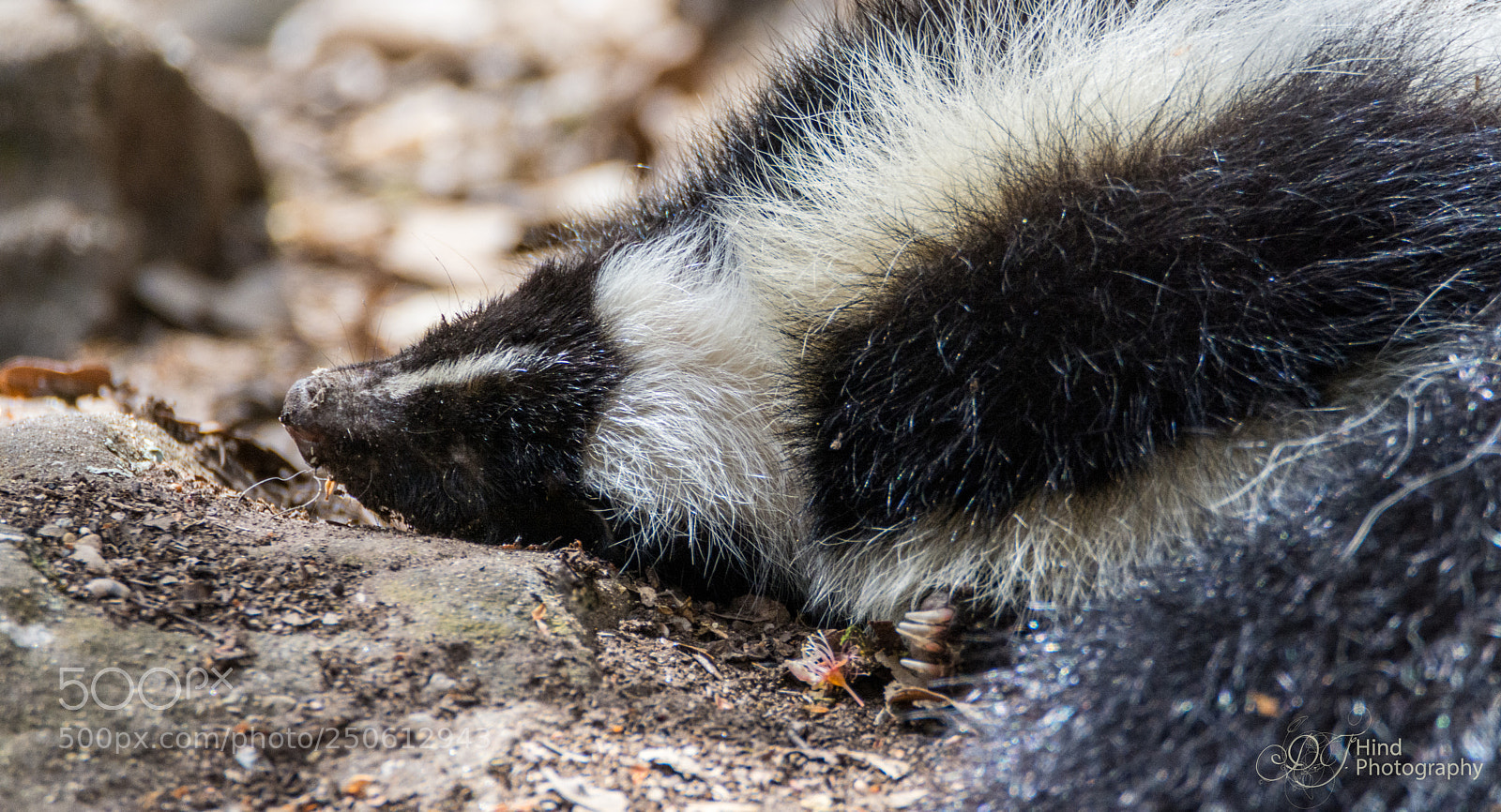 Nikon D7200 sample photo. Let sleeping skunks lie... photography