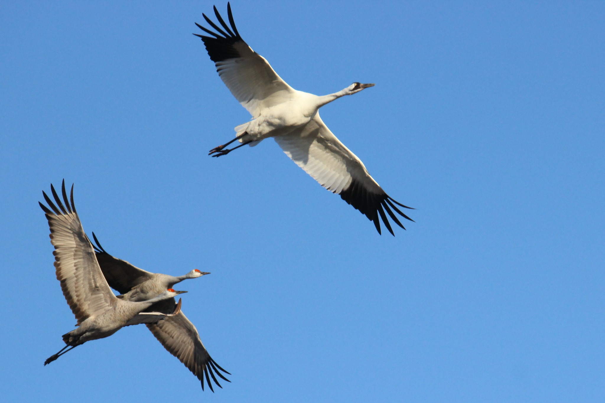 Tamron SP 150-600mm F5-6.3 Di VC USD sample photo. Whooper with entourage photography