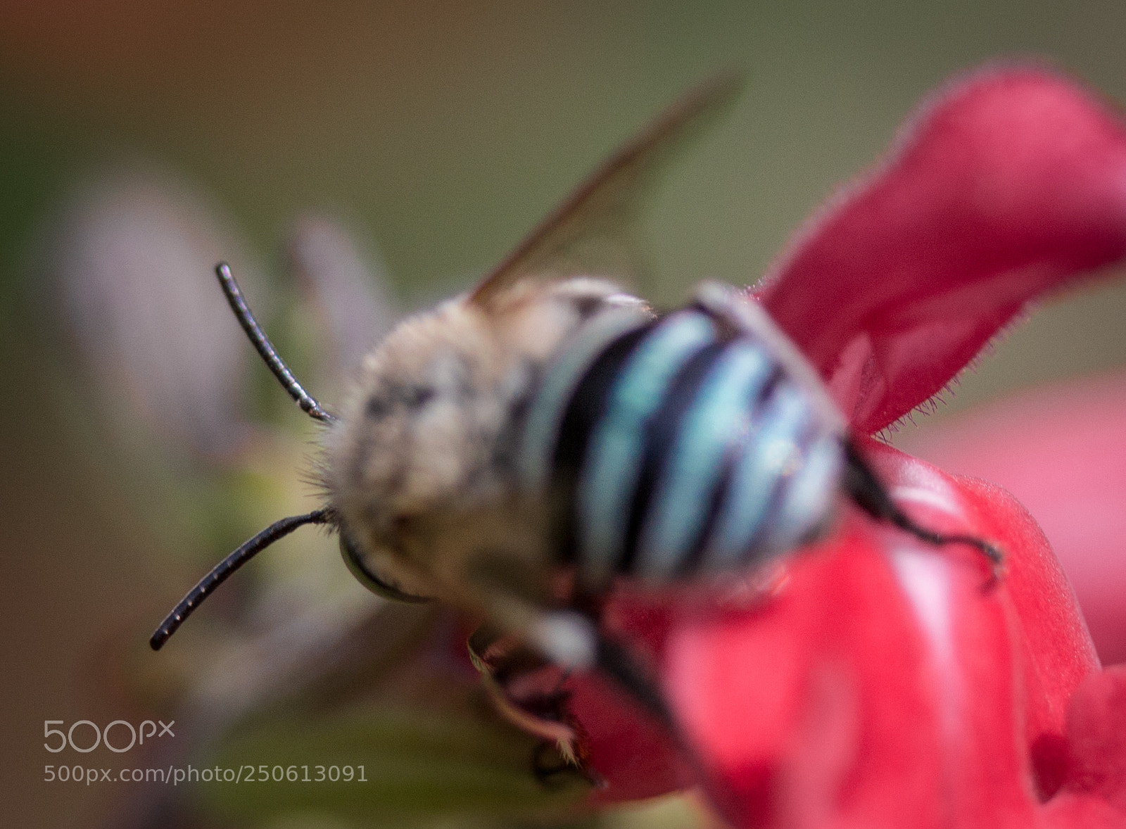 Canon EOS 70D sample photo. Antennae photography