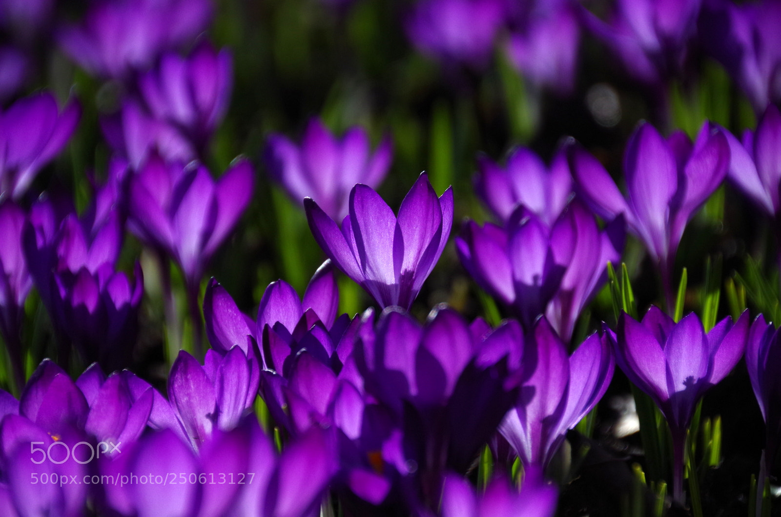 Pentax K-50 sample photo. Crocuses photography