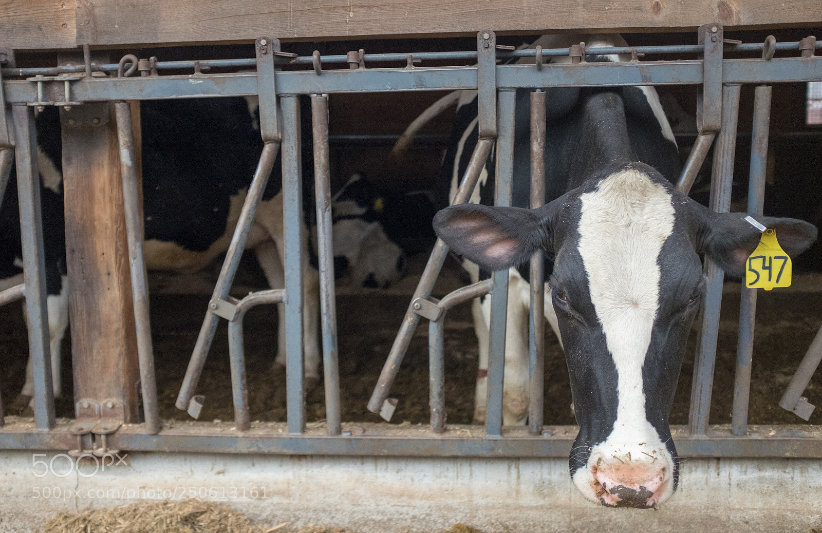 Fujifilm X100T sample photo. Holstein cow photography