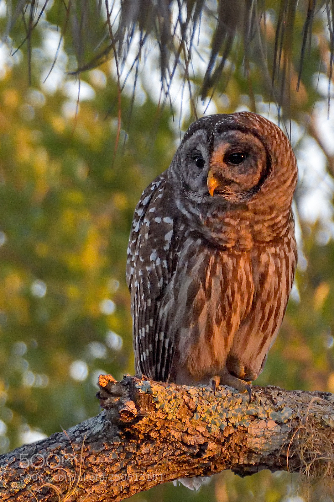 Nikon D7200 sample photo. Sunset barred owl photography