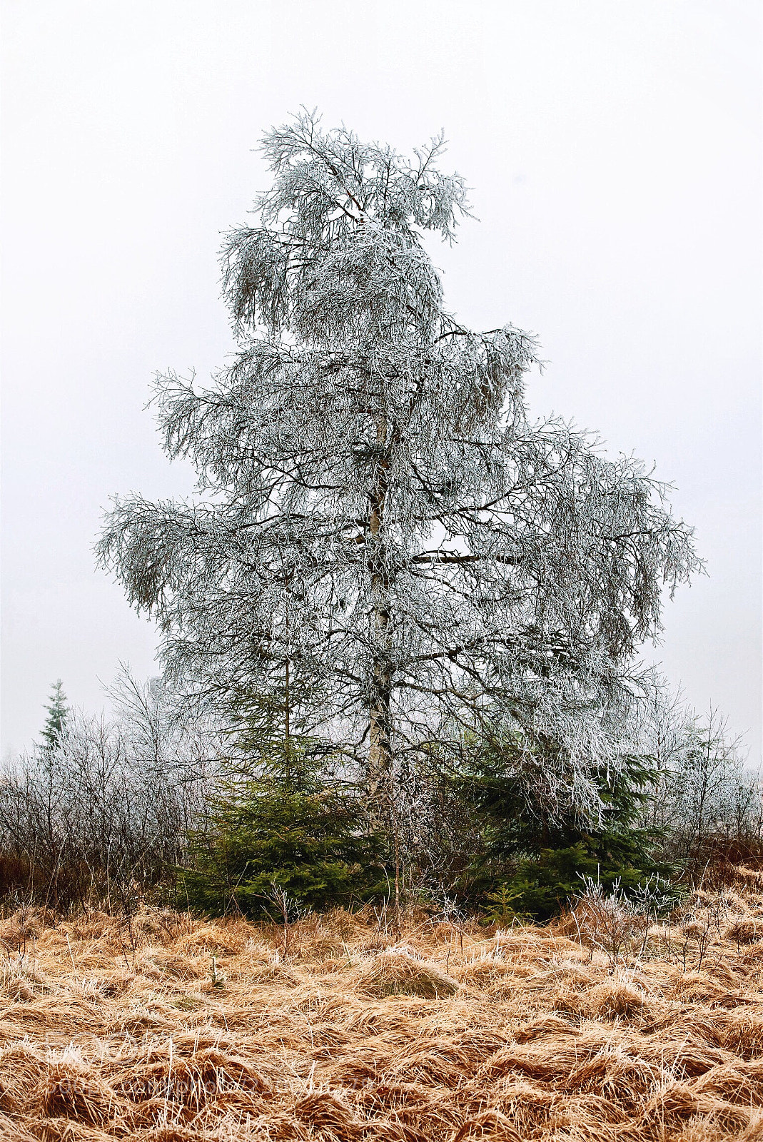 Nikon D610 sample photo. Sheltering photography