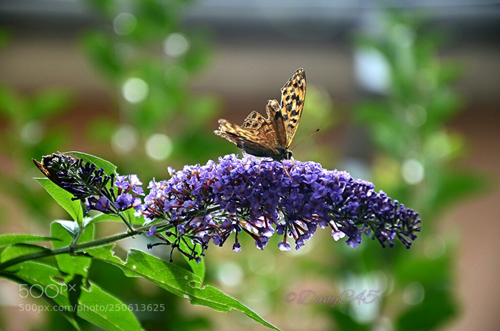 Nikon D5100 sample photo. Butterffly photography