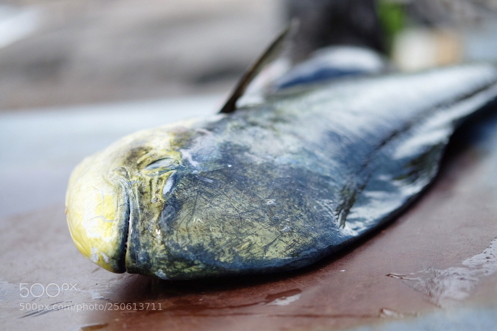 Fujifilm X-T10 sample photo. Peche est  photography