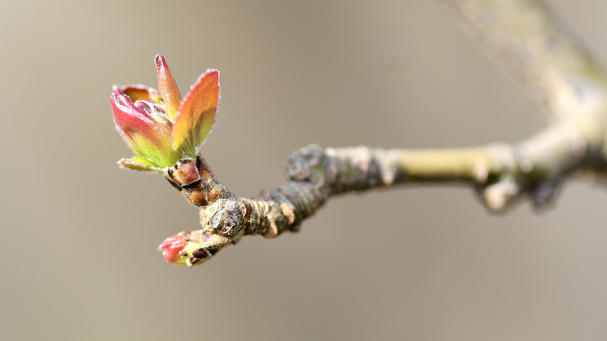 Nikon AF-S Micro-Nikkor 105mm F2.8G IF-ED VR sample photo. Budding spring photography