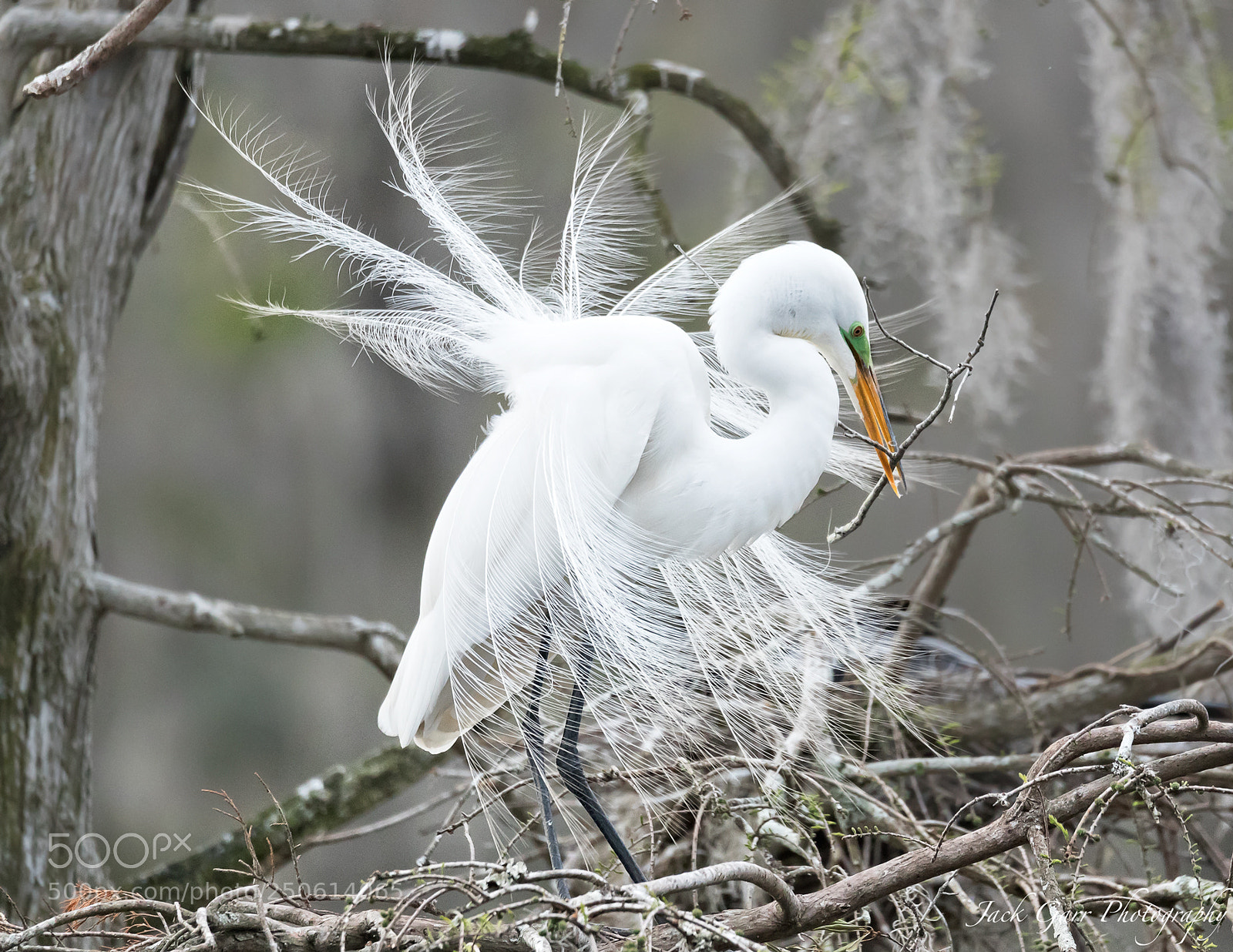 Canon EOS-1D X Mark II sample photo. Great white egret mating photography